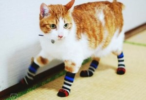 Katze mit Socken